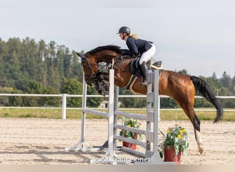 Hanoverian, Gelding, 8 years, 17 hh, Brown