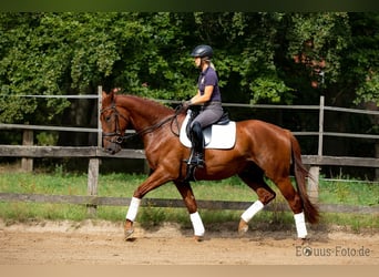Hanoverian, Gelding, 8 years, 17 hh, Chestnut
