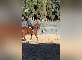 Hanoverian, Gelding, 8 years, 17 hh, Chestnut-Red