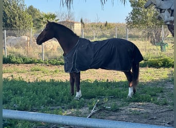 Hanoverian, Gelding, 8 years, 17 hh, Chestnut-Red