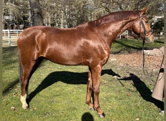 Hanoverian, Gelding, 8 years, 17 hh, Chestnut-Red
