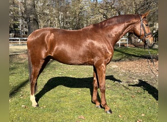 Hanoverian, Gelding, 8 years, 17 hh, Chestnut-Red