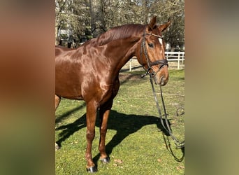 Hanoverian, Gelding, 8 years, 17 hh, Chestnut-Red