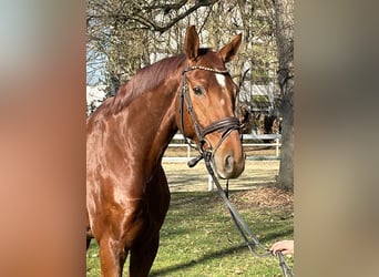 Hanoverian, Gelding, 8 years, 17 hh, Chestnut-Red