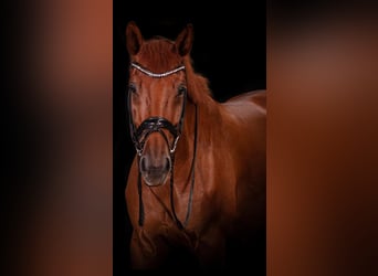 Hanoverian, Gelding, 8 years, 17 hh, Chestnut-Red