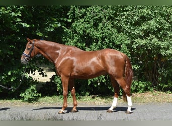 Hanoverian, Gelding, 8 years, 17 hh, Chestnut-Red