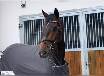Hanoverian, Gelding, 8 years, 17,2 hh, Bay-Dark