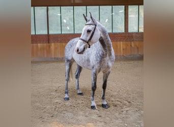 Hanoverian, Gelding, 9 years, 15.2 hh, Grey