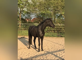 Hanoverian, Gelding, 9 years, 15.3 hh, Black