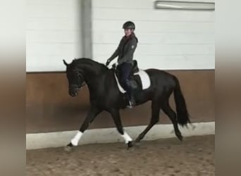 Hanoverian, Gelding, 9 years, 15.3 hh, Black