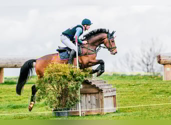 Hanoverian, Gelding, 9 years, 15.3 hh, Brown