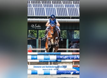 Hanoverian, Gelding, 9 years, 15.3 hh, Brown