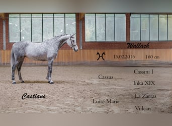 Hanoverian, Gelding, 9 years, 15,2 hh, Grey