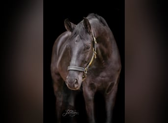 Hanoverian, Gelding, 9 years, 16.1 hh, Black