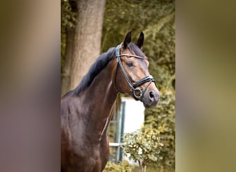 Hanoverian, Gelding, 9 years, 16.1 hh, Brown