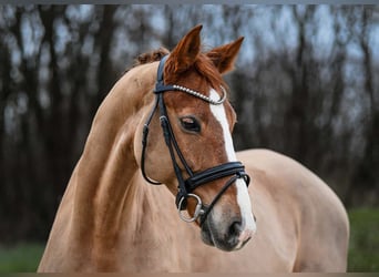 Hannoveraner, Wallach, 9 Jahre, 16,1 hh, Fuchs