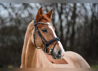 Hannoveraner, Wallach, 9 Jahre, 16,1 hh, Fuchs