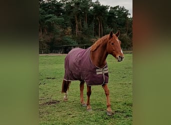 Hanoverian, Gelding, 9 years, 16.1 hh, Chestnut-Red