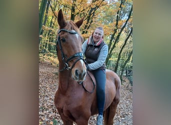 Hanoverian, Gelding, 9 years, 16.1 hh, Chestnut-Red