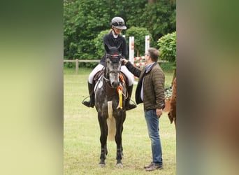 Hanoverian, Gelding, 9 years, 16,1 hh, Gray-Dark-Tan