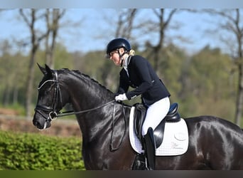 Hanoverian, Gelding, 9 years, 16.2 hh, Black