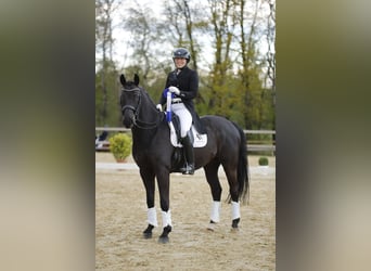 Hannoveraner, Wallach, 9 Jahre, 16,2 hh, Rappe