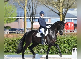 Hanoverian, Gelding, 9 years, 16.2 hh, Black