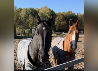 Hanoverian, Gelding, 9 years, 16,2 hh, Black