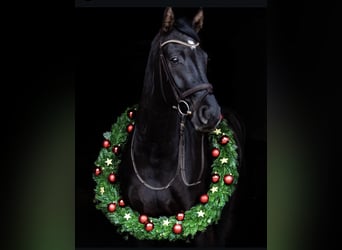 Hanoverian, Gelding, 9 years, 16,2 hh, Black