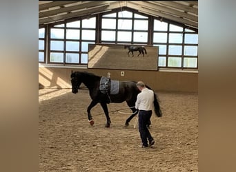 Hanoverian, Gelding, 9 years, 16,2 hh, Black