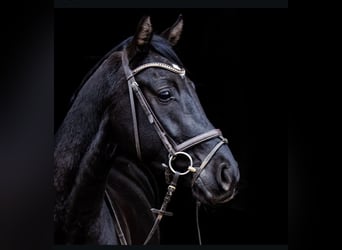 Hanoverian, Gelding, 9 years, 16,2 hh, Black