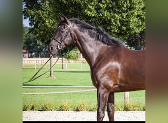 Hanoverian, Gelding, 9 years, 16,2 hh, Black