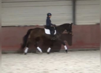 Hanoverian, Gelding, 9 years, 16.2 hh, Brown