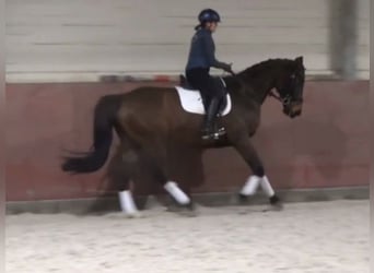 Hanoverian, Gelding, 9 years, 16.2 hh, Brown