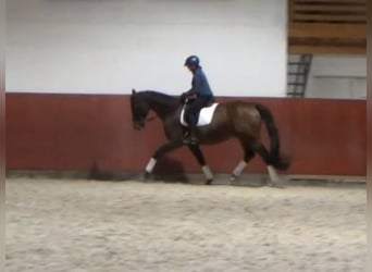 Hanoverian, Gelding, 9 years, 16.2 hh, Brown