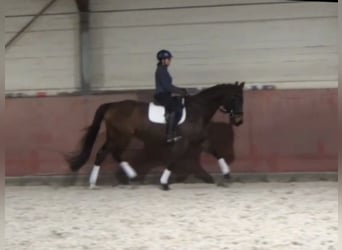 Hanoverian, Gelding, 9 years, 16.2 hh, Brown