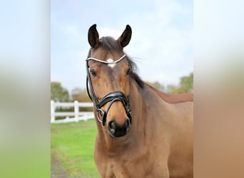 Hanoverian, Gelding, 9 years, 16.2 hh, Brown