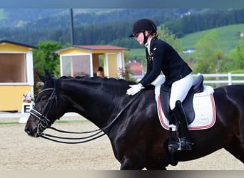Hanoverian, Gelding, 9 years, 16.2 hh