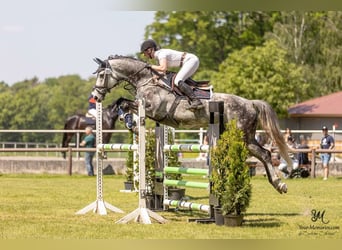 Hanoverian, Gelding, 9 years, 16.2 hh, Gray-Dapple