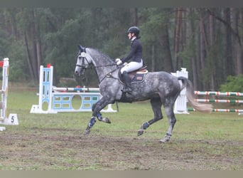 Hanoverian, Gelding, 9 years, 16.2 hh, Gray-Dapple