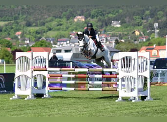 Hanoverian, Gelding, 9 years, 16.2 hh, Grey