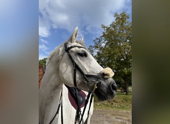 Hanoverian, Gelding, 9 years, 16.2 hh, Grey