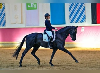 Hanoverian, Gelding, 9 years, 16.2 hh
