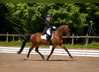 Hanoverian, Gelding, 9 years, 16.3 hh, Bay-Dark