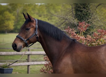 Hanoverian, Gelding, 9 years, 16.3 hh, Bay-Dark