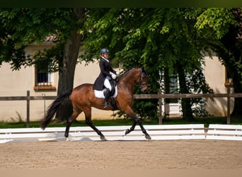 Hanoverian, Gelding, 9 years, 16.3 hh, Bay-Dark