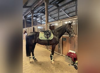 Hanoverian, Gelding, 9 years, 16.3 hh, Black