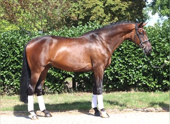 Hanoverian, Gelding, 9 years, 16.3 hh, Brown