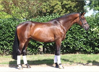 Hanoverian, Gelding, 9 years, 16.3 hh, Brown