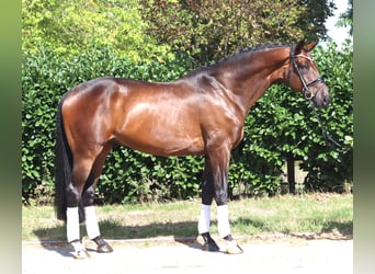 Hanoverian, Gelding, 9 years, 16.3 hh, Brown